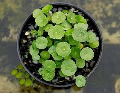 Corofitam Water Pennywort