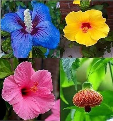 AloGardening Hibiscus Plant