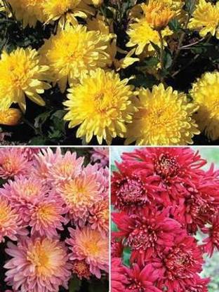 FELCHARIES Chrysanthemum