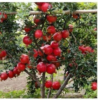 natikrd Pomegranate Plant