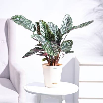 UGAOO Calathea Sanderiana Plant