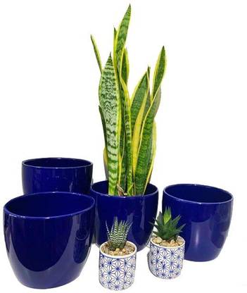 Elanthalir Snake Plant