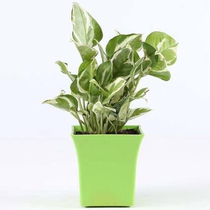 MAITRA AND SONS Money Plant