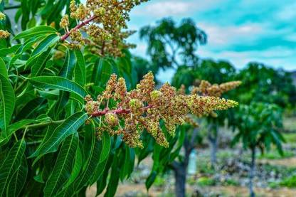 Minitree Mango Plant