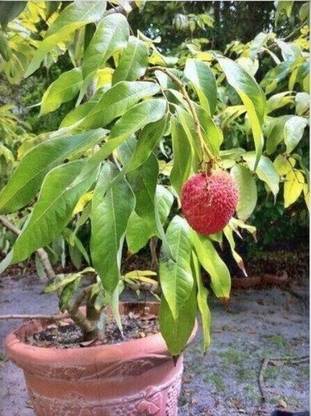 Fruitful Litchi Plant