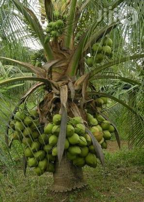 Nandini business group Coconut Plant