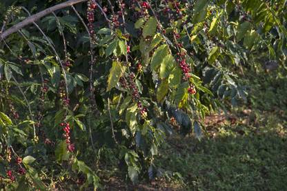 Platone Coffee Plant