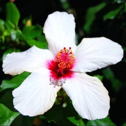 Evergreen Hibiscus Plant