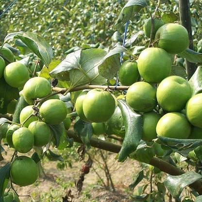 Platone Ber Apple Plant