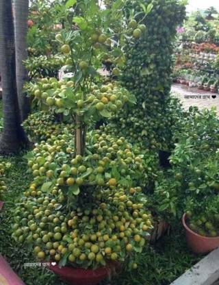 AFARTIOBINA Lemon Plant
