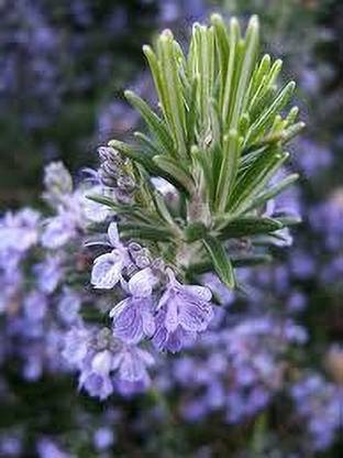 Platone Rosemary Plant