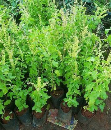 Vijay Sales Tulsi Plant