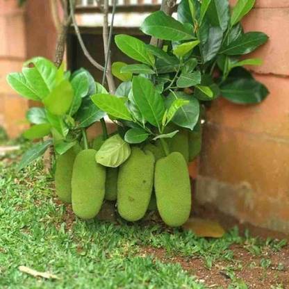 Gaingreen Jackfruit Plant