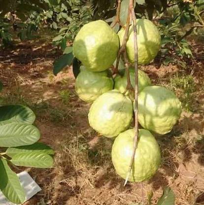 ROYAL NURSERY Guava Plant