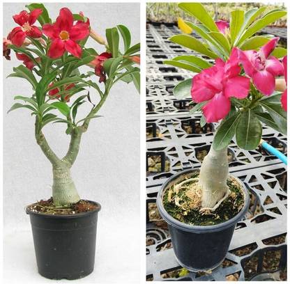 GreenyOn Adenium Plant