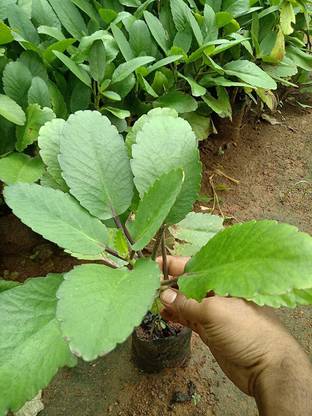 Entacloo Bryophyllum Pinnatum/Patharchatta Plant