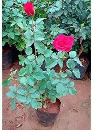 nursery house Rose Plant