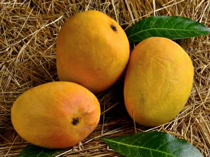 greenhousestore Mango Plant