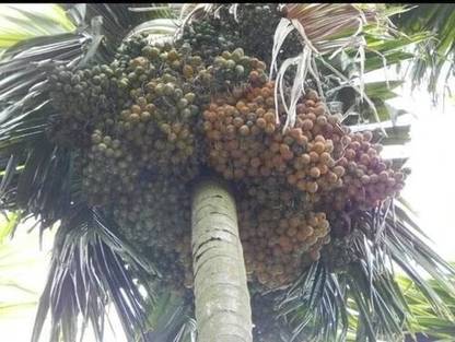 My Dream Nursery Betel Nut/Supari Plant