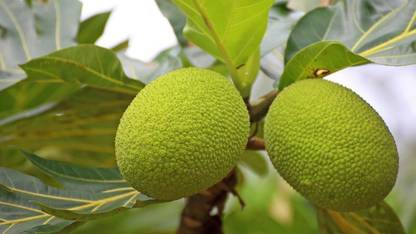 EliteGreen Breadfruit Plant
