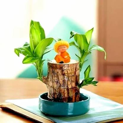 varnicrea Mini Brazalian wood