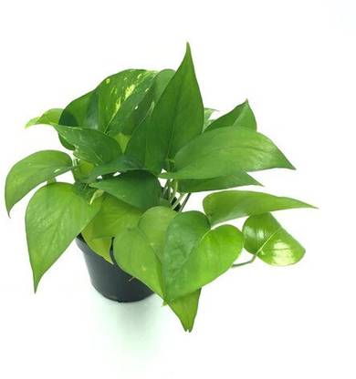Live Root Money Plant