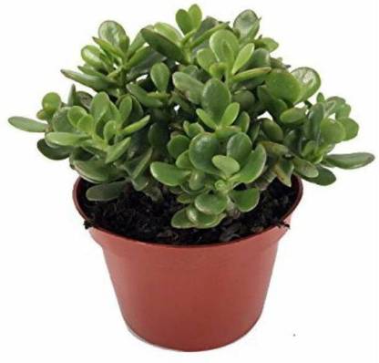 GreensFord Two Layer Bamboo Plant