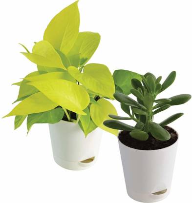 UGAOO Golden Money Plant, Crassula Plant
