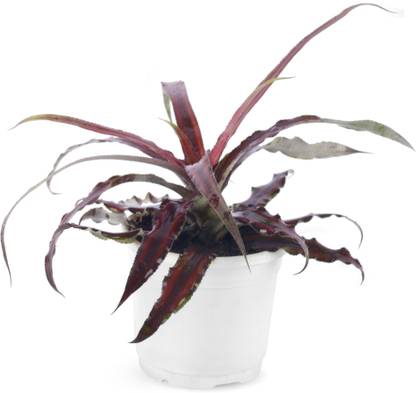 PHULWA Cryptanthus Plant