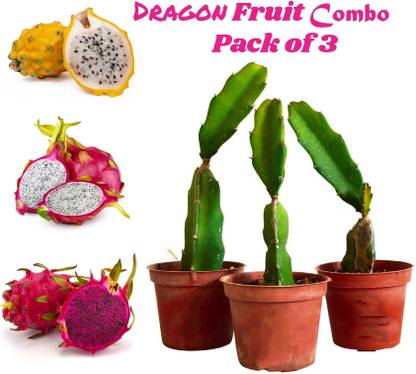 AloGardening Dragon Tree