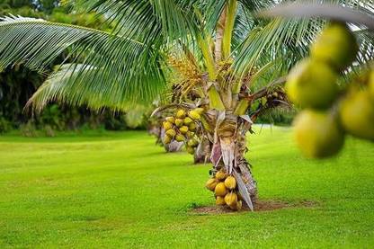 SBGARDEN Coconut Plant
