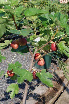 Cloud Farm Gular/Cluster Fig Plant