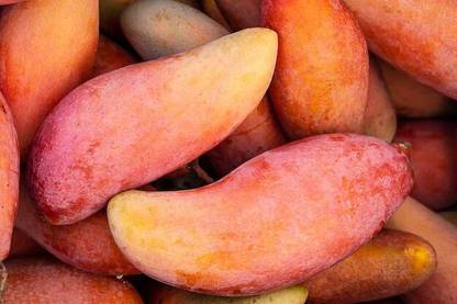 Ariya Mango Plant