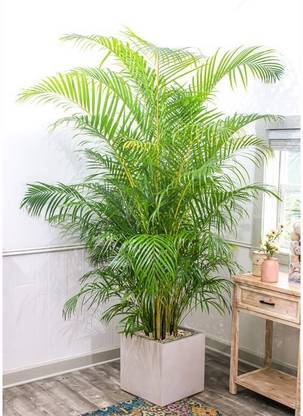 Cloud Farm Areca Palm