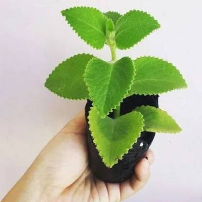 MVKR Mexican Mint Plant