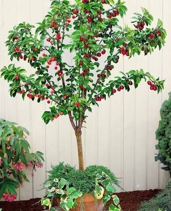 RudraECOM Cherry Fruit Plant