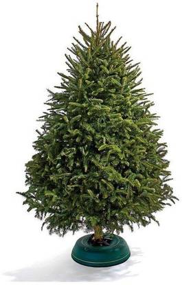 Corofitam Christmas Tree Plant
