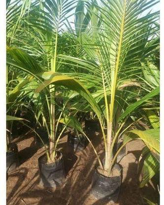 KrishnaNursery Coconut Plant