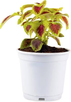 PHULWA Coleus Plant