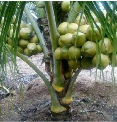 Fulmala Nursery Coconut Plant