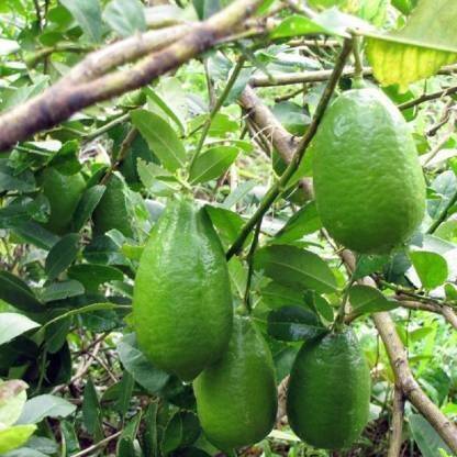 North AM Lemon Plant