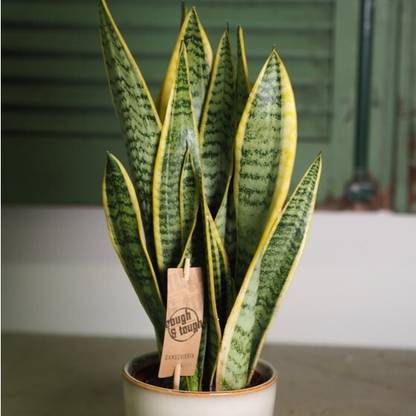 Agacha Snake Plant