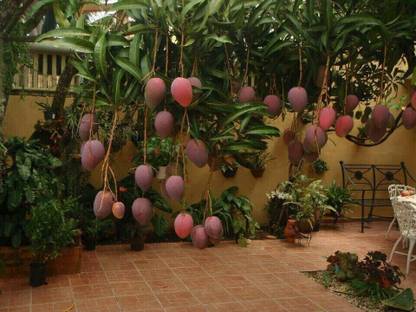Thai grafted mango Mango Plant