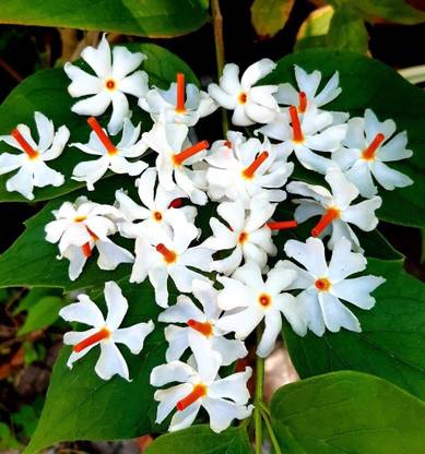 Risenshine Parijat/Harsingar Plant