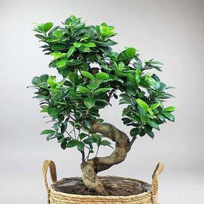 Agacha Ficus Bonsai