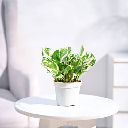 UGAOO Njoy Money Plant