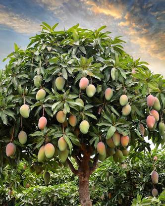 AloGardening Mango Plant