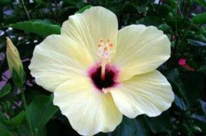 SS PLANT Hibiscus Plant