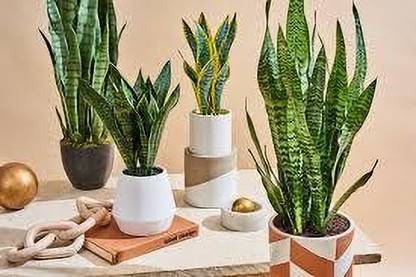 Cloud Farm Snake Plant
