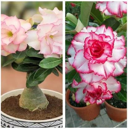 PetalPath Adenium Plant